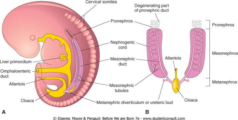 Image result for pronephros, mesonephros, metanephros
development of kidney
